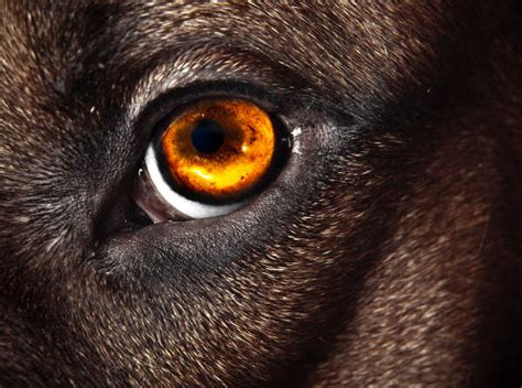 Black Or Brown Spots In My Dogs Eye 7 Causes And What To Do