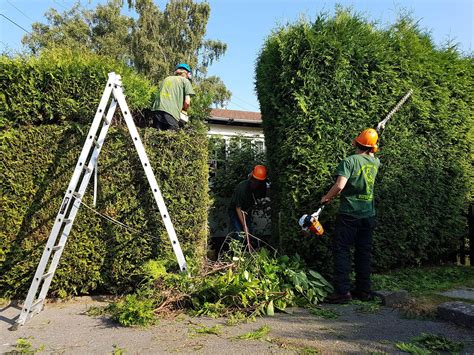 Hedge Trimming And Maintenance Surrey Furlonger Tree Services