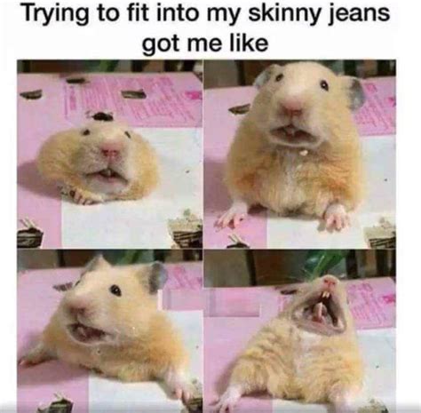 Food Memes Funnyfoto Funny Hamsters Cute Funny Animals Funny
