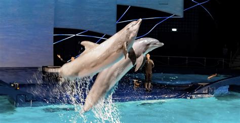 dierenactivisten dienen klacht in tegen dolfinarium harderwijk looopings