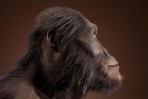 Pin En 8 Australopithecus Afarensis