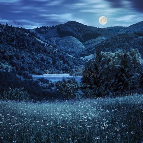 Pine Trees Near Meadow In Mountains At Night Stock Photo Image Of