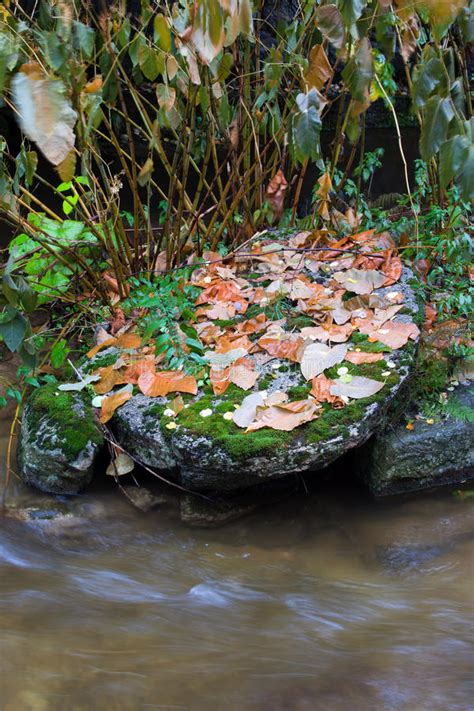 Autumn Leaves On Rock At Stream Stock Image Image Of Creek Stream