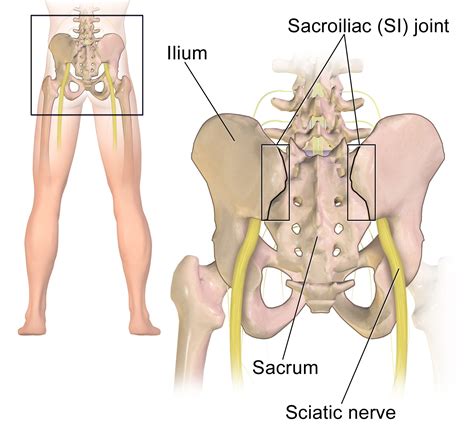 Your diet can affect your joints. The Causes of SI Joint Pain and Dysfunction | Somatic ...