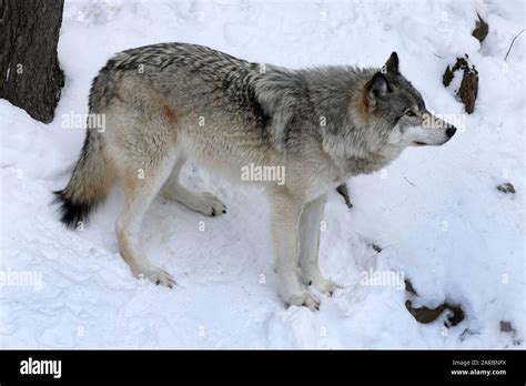 Wolf With Tail Between Legs Hi Res Stock Photography And Images Alamy