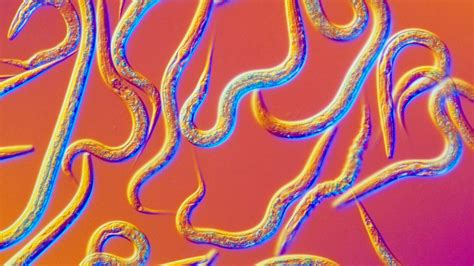 This Worm Can Express Three Sexes Simultaneously Science Cells