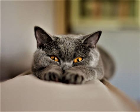 Chartreux Cat Breed Information Chartreux Personality Common