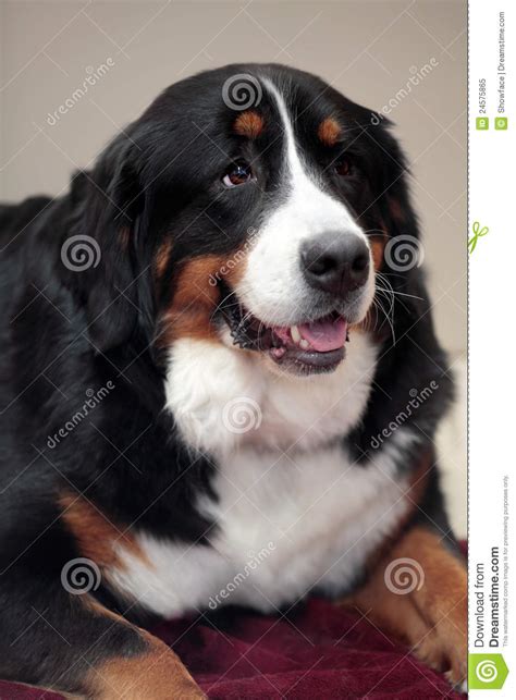 Beautiful Bernese Mountain Dog Stock Image Image Of