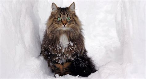 Norwegian Forest Cat Wegie Breed Information Grooming Care