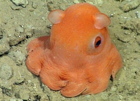 Newly Discovered Cute Octopus Proves Adorable Things Do Live In The