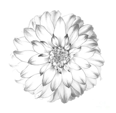 dahlia flower as drawing in black and white photograph by rosemary calvert