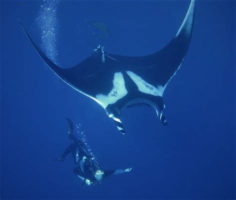 Encounters With Sharks And Manta Rays Nautilus Adventures