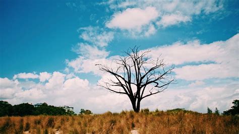 Dry Tree Without Leaf Under Blue Sky And White Clouds Hd