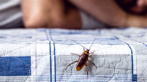 What Does A Cockroach Bite Look Like And Should You Worry