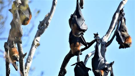 Flying Fox Expert Lawrence Pope Believes Flying Foxes Should Be Left