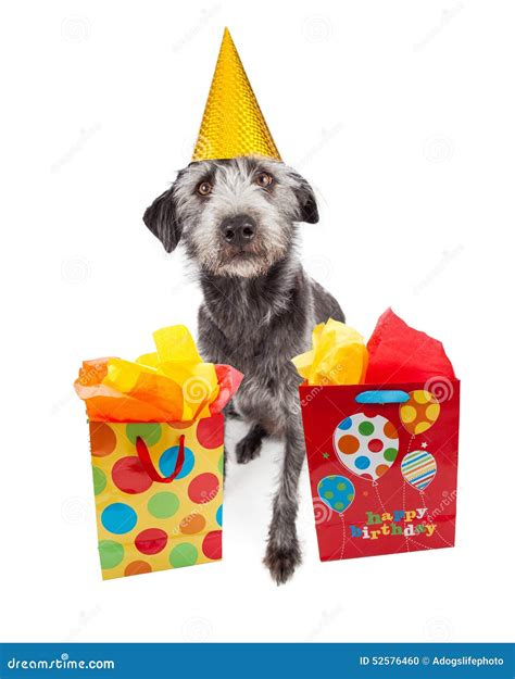 Dog Wearing Party Hat With Birthday Ts Stock Photo Image Of Paper