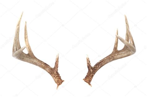 Side View Of Whitetail Deer Antlers — Stock Photo © Deepspacedave 3441332