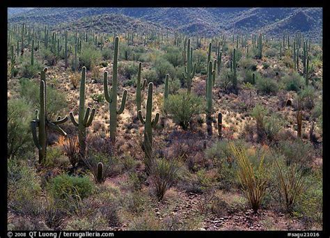 Picturephoto Ocatillo And Saguaro Cactus In Valley