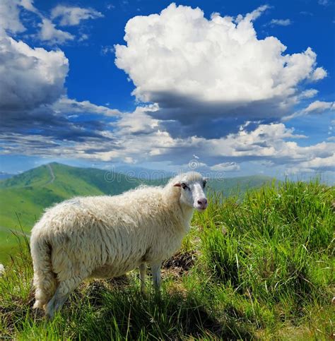 Montagne De Moutons Comme Vu Dute Trail En Rocky Mountain National