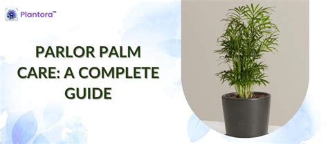 Parlor Palm Care A Complete Guide Plantora