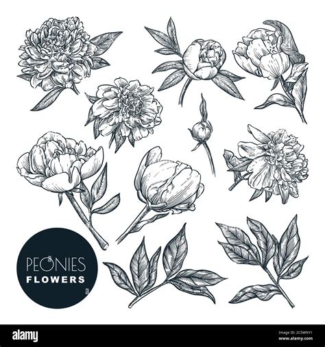 Peonies Flowers Set Vector Sketch Illustration Hand Drawn Floral