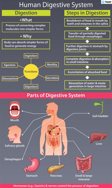 Human Digestive System Parts Functions And Organs