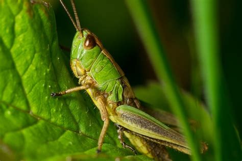 Grasshopper Nature Macro Free Photo On Pixabay