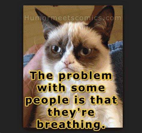 And Their Breath Stinks Community Post 14 Hilarious Grumpy Cat Memes