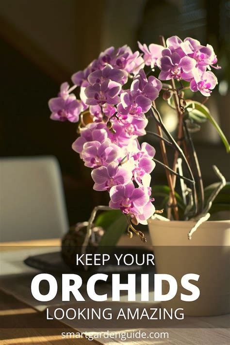 Phalaenopsis Orchid Care For Beginners Easy Guide Artofit