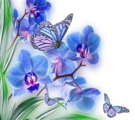 Blue Orchids And Butterflies Art Black Bonito Butterflies Abstract