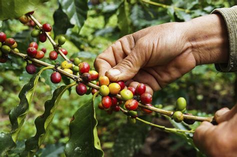 El Proceso Del Café De La Flor A La Taza