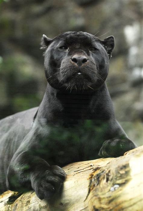 Mowgli Ed Zoos Male Black Jaguar Large Cats Big Cats Cool Cats