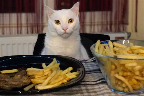 Can Cats Eat French Fries