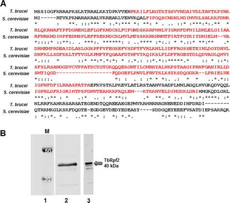 a sequence alignment between t brucei rpf2 protein and s cerevisiae download scientific