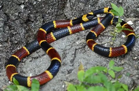 Coral Snake Facts Size Diet Pictures All Animal Facts