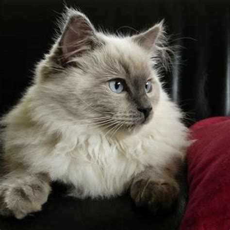 Are Ragdoll Cats Bigger Than Maine Coons Diy Seattle