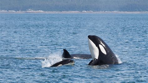 Florida Residents Take Action Help Captive Orcas In Florida