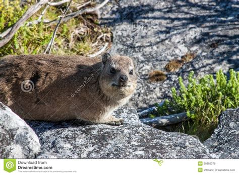 Animal Dassy On Table Mountain Cape Town Africa Royalty