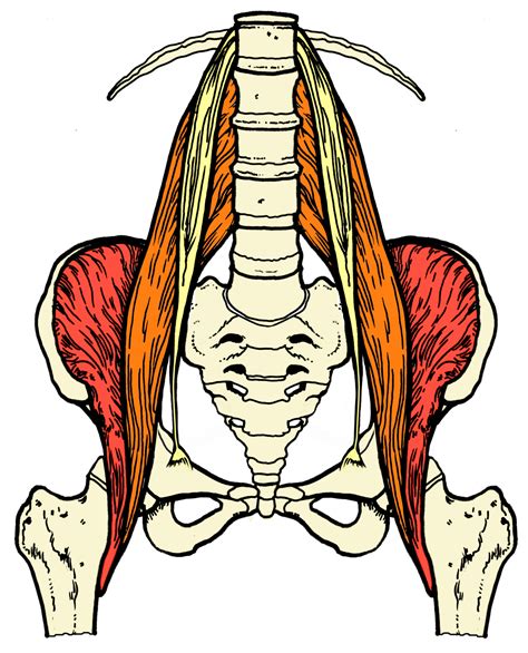 Its normal to see rib cage but its not sufficient information to garantee you are normal. I Know My Psoas Is Tight When…