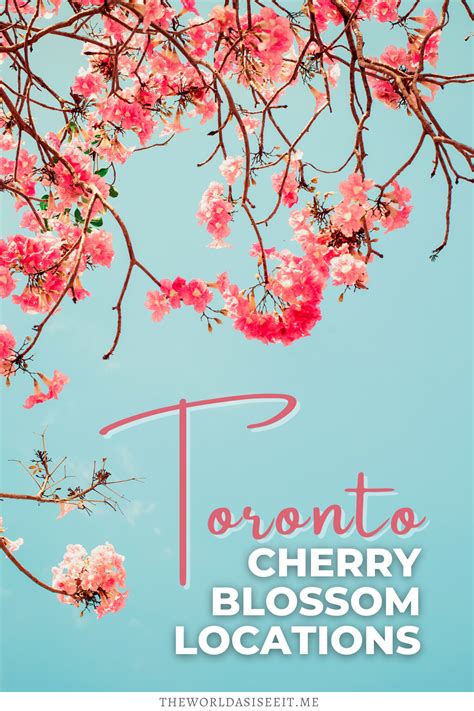 10 Places To See Cherry Blossoms In Toronto Toronto Travel Canada