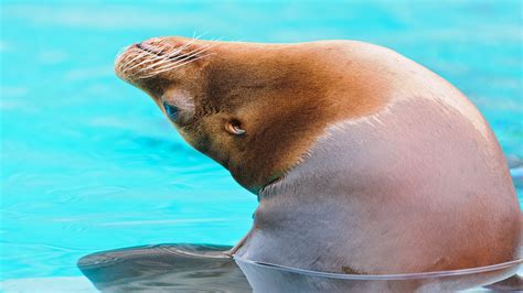 Sea Lion Water Playful 4k Water Sea Lion Playful