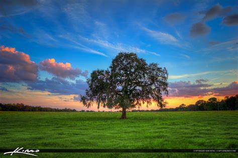 Lone Tree Young Oak With Spanish Moss Green Field Grassy