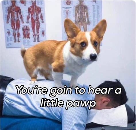 Funny Memes About Having Pets That Are Too True Thechive