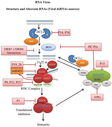 Cells Free Full Text Rna Interference A Natural Immune System Of