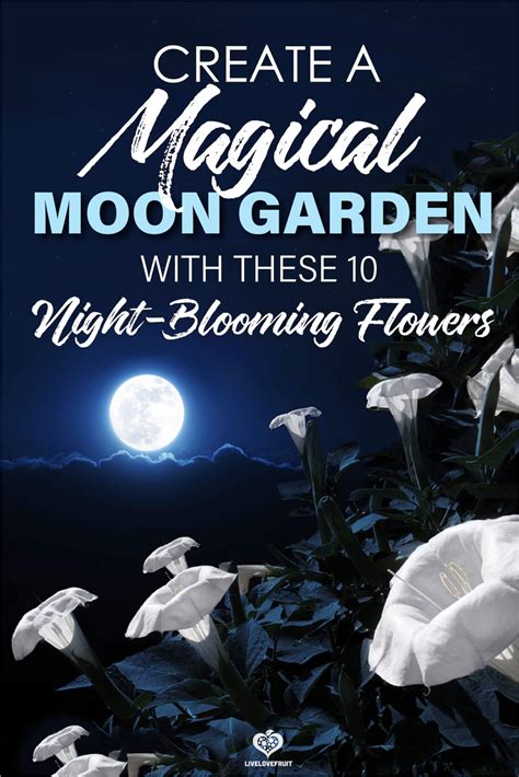 10 Night Blooming Flowers For A Magical Moon Garden Live Love Fruit