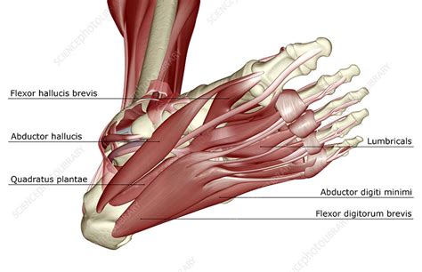 The intrinsic foot muscles maintain the medial longitudinal arch and aid in force distribution and postural control during gait. The muscles of the foot - Stock Image - F001/4573 ...