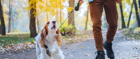 Top 182 Animal Control Barking Dog