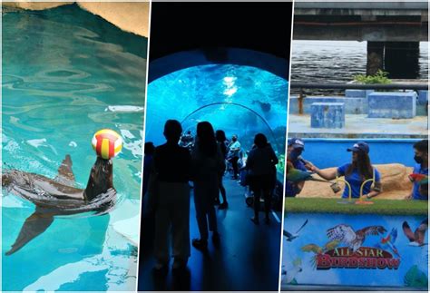 Revisiting Manila Ocean Park Our Top 3 Favorite Experiences In The New Normal Kkday Blog