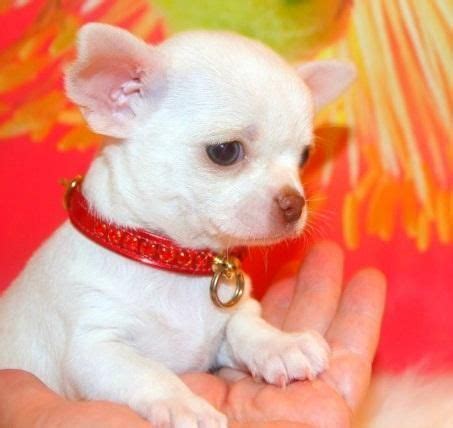 Akc registered,vet checked with health guarantee. Chihuahua Puppies For Sale | Rochester, MN #86487