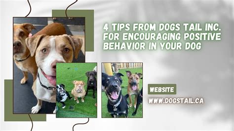 Dogs Tail Inc Dogs Tails Tip For Encouragement Of Dogs Positive